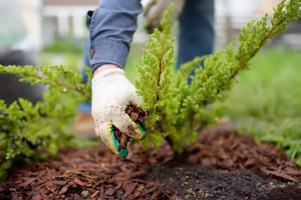 Affordable Mulching in Miami Gardens, FL