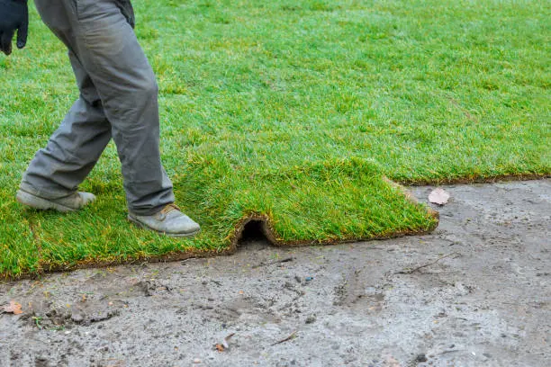 How long after installing sod can you walk on it Miami Gardens, FL