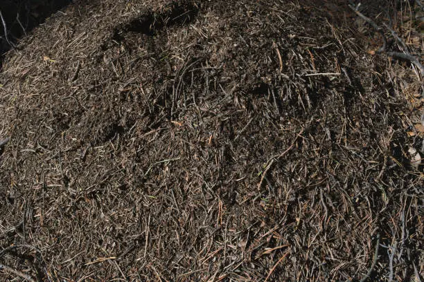 How long does mulch Miami Gardens, FL