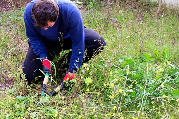 How to clear a yard full of weeds in Miami Gardens, FL