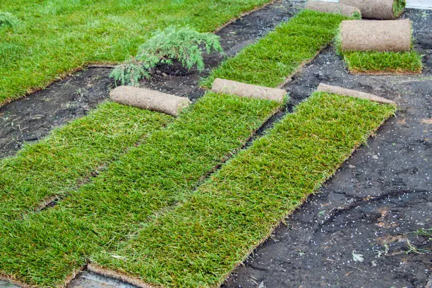 How to lay sod over existing lawn in Miami Gardens, FL