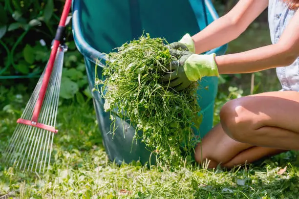 Yard Cleanup Miami Gardens, FL